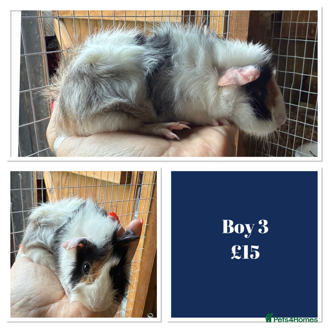 Guinea Pig rodents for sale: Male & Female Baby Guinea Pigs - Image 8