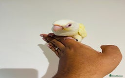 Conures birds for sale: Hand reared conures for sale - Image 18
