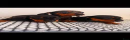 Miniature Dachshund dogs for sale: Miniature Dachshunds - Advert 7
