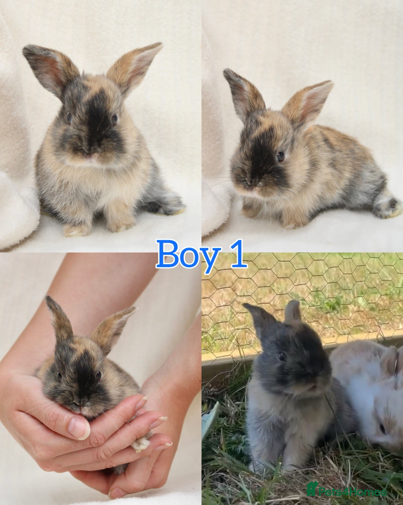 Mini Lop rabbits Baby Mini Lops for Sale - Advert 2