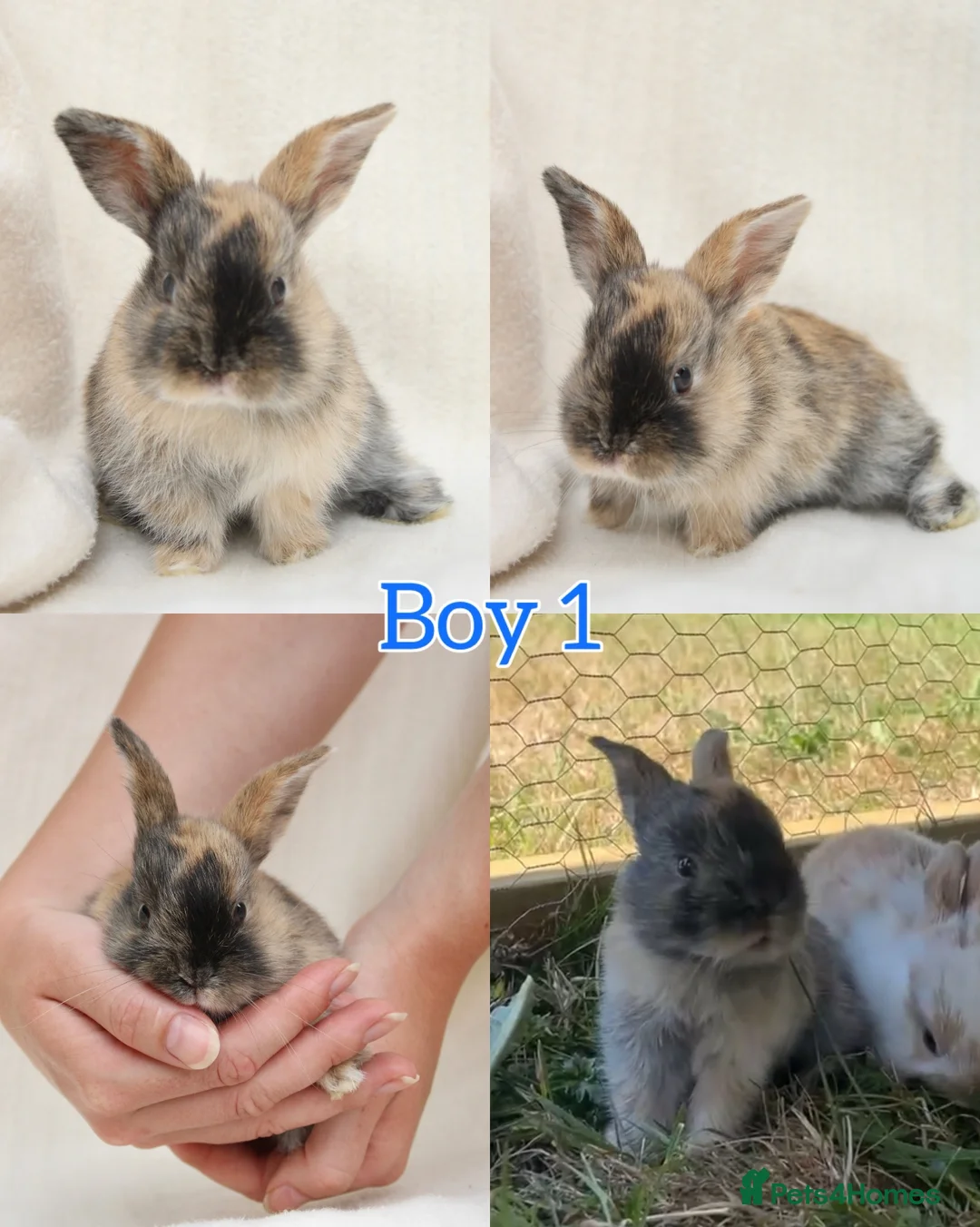 Mini Lop rabbits for sale: Baby Mini Lops for Sale - Advert 2