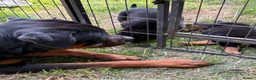 Rottweiler dogs for sale: Rottweiler puppies West Sussex / Surrey border - Advert 2