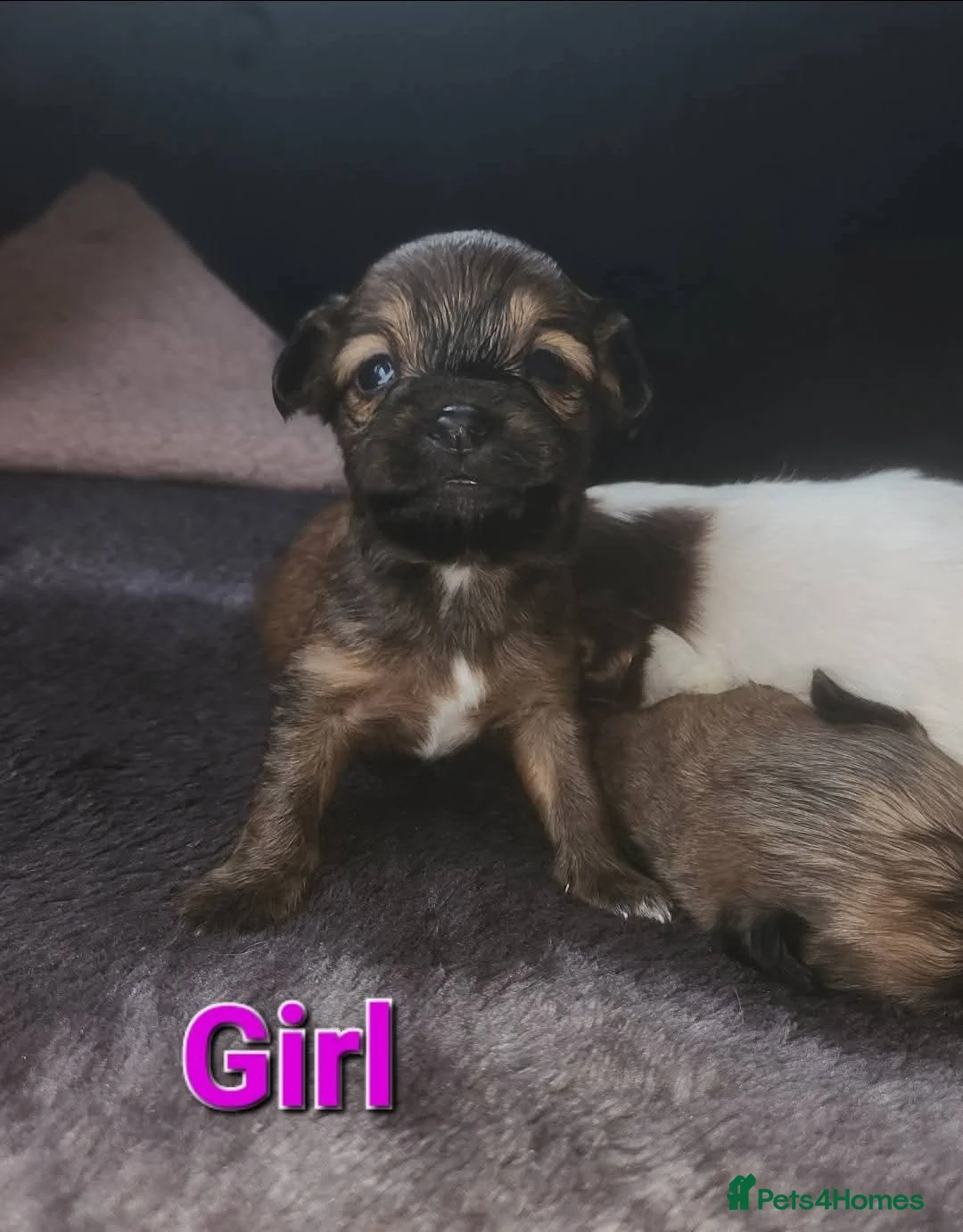 Mixed Breed dogs for sale: Looking for new laps  - Advert 15