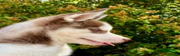 Siberian Husky dogs for sale: Beautiful Purebred Red Siberian Husky Girls - Advert 4