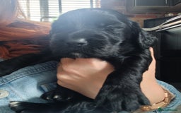 Cocker Spaniel dogs for sale: Working cocker spaniels 4 weeks old - Image 15