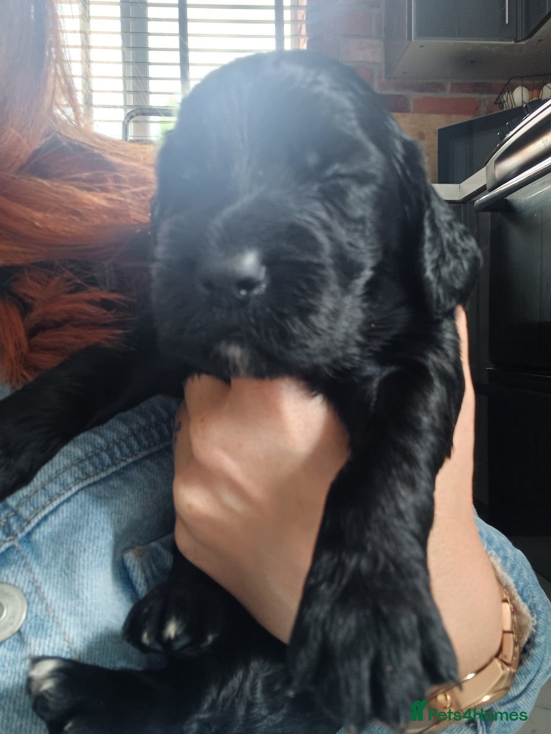 Cocker Spaniel dogs for sale: Working cocker spaniels 4 weeks old - Image 15