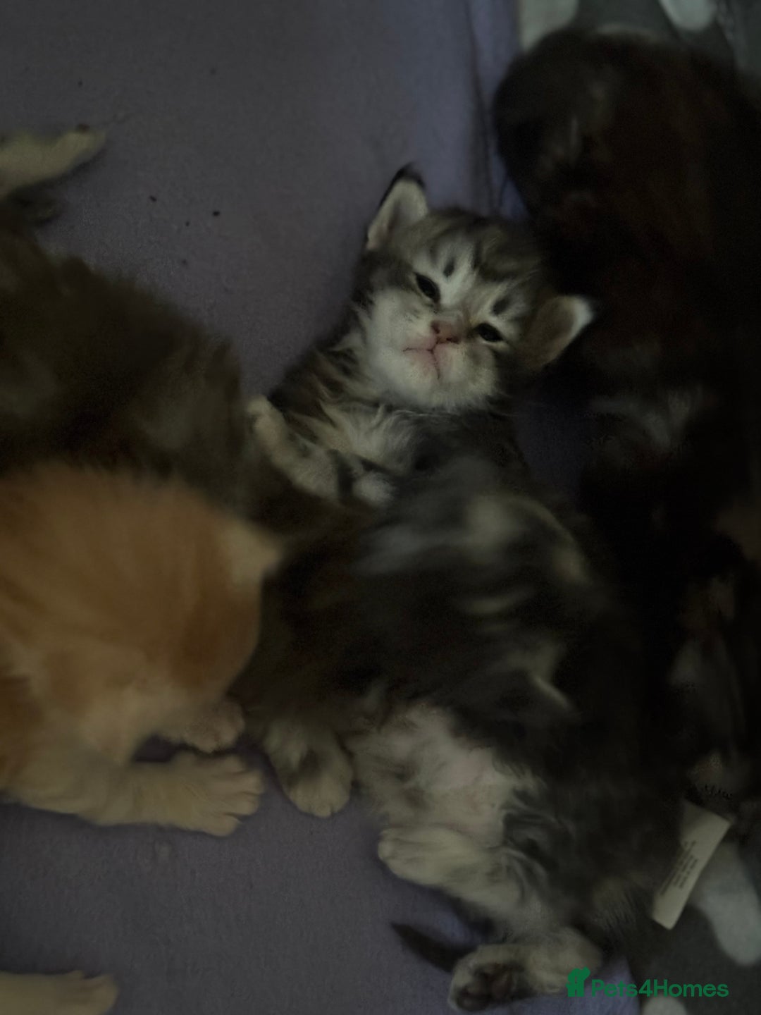 Maine Coon cats for sale: 3 week old mainecoon kittens - Advert 7