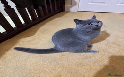 British Shorthair cats for sale: British short hair for sale  - Image 4