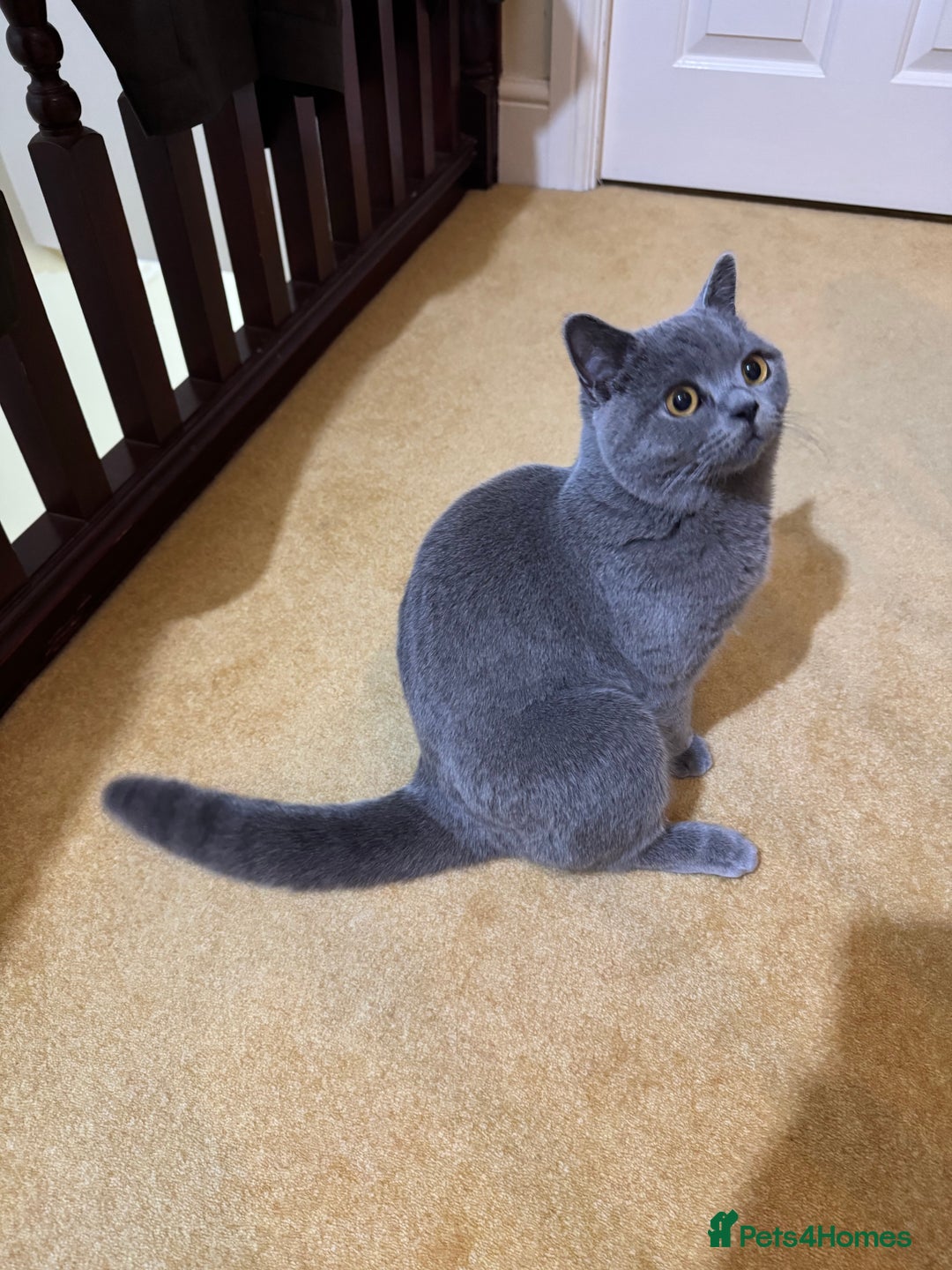 British Shorthair cats for sale: British short hair for sale  - Image 4