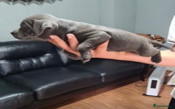 Staffordshire Bull Terrier dogs for sale: Pure blue staffy puppies ready to go - Image 9