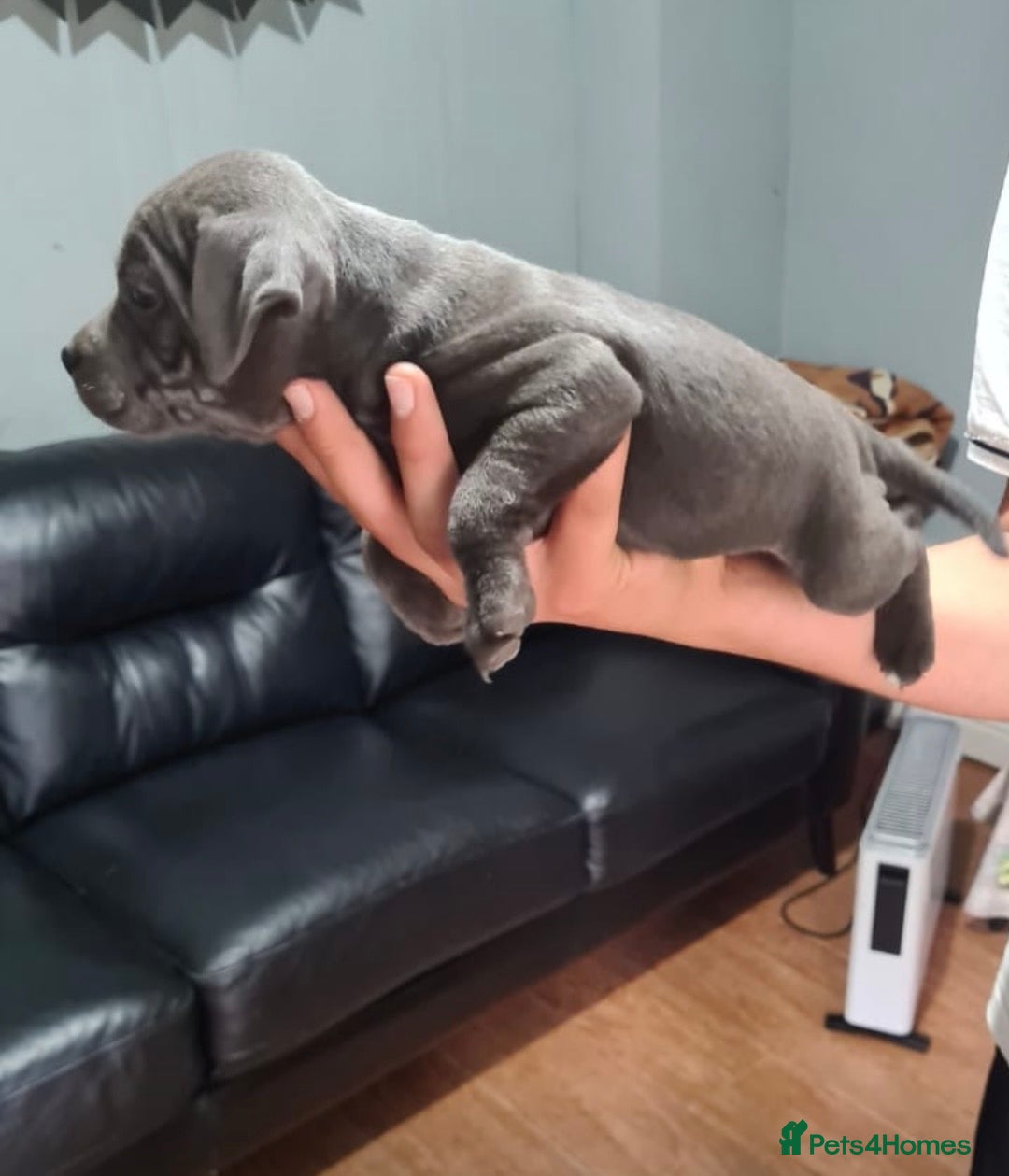 Staffordshire Bull Terrier dogs for sale: Pure blue staffy puppies ready to go - Image 9