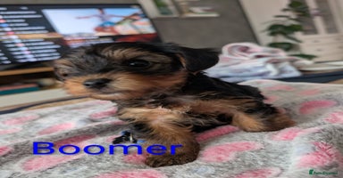Yorkshire Terrier dogs - Advert 3