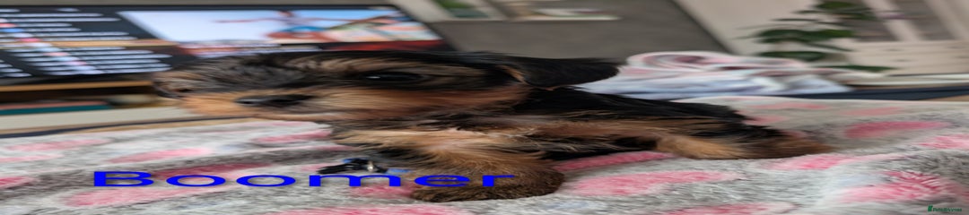 Yorkshire Terrier Puppy 7