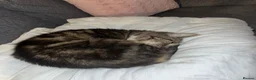 Mixed Breed cats for sale: Nancy - Advert 5