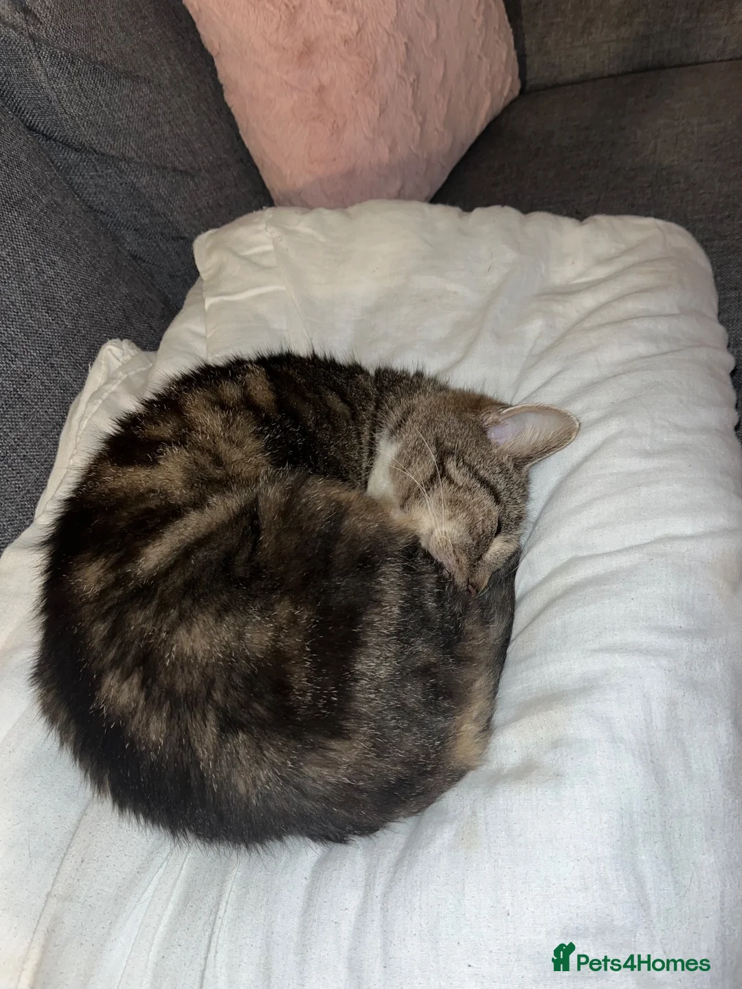 Mixed Breed cats for sale: Nancy - Advert 5