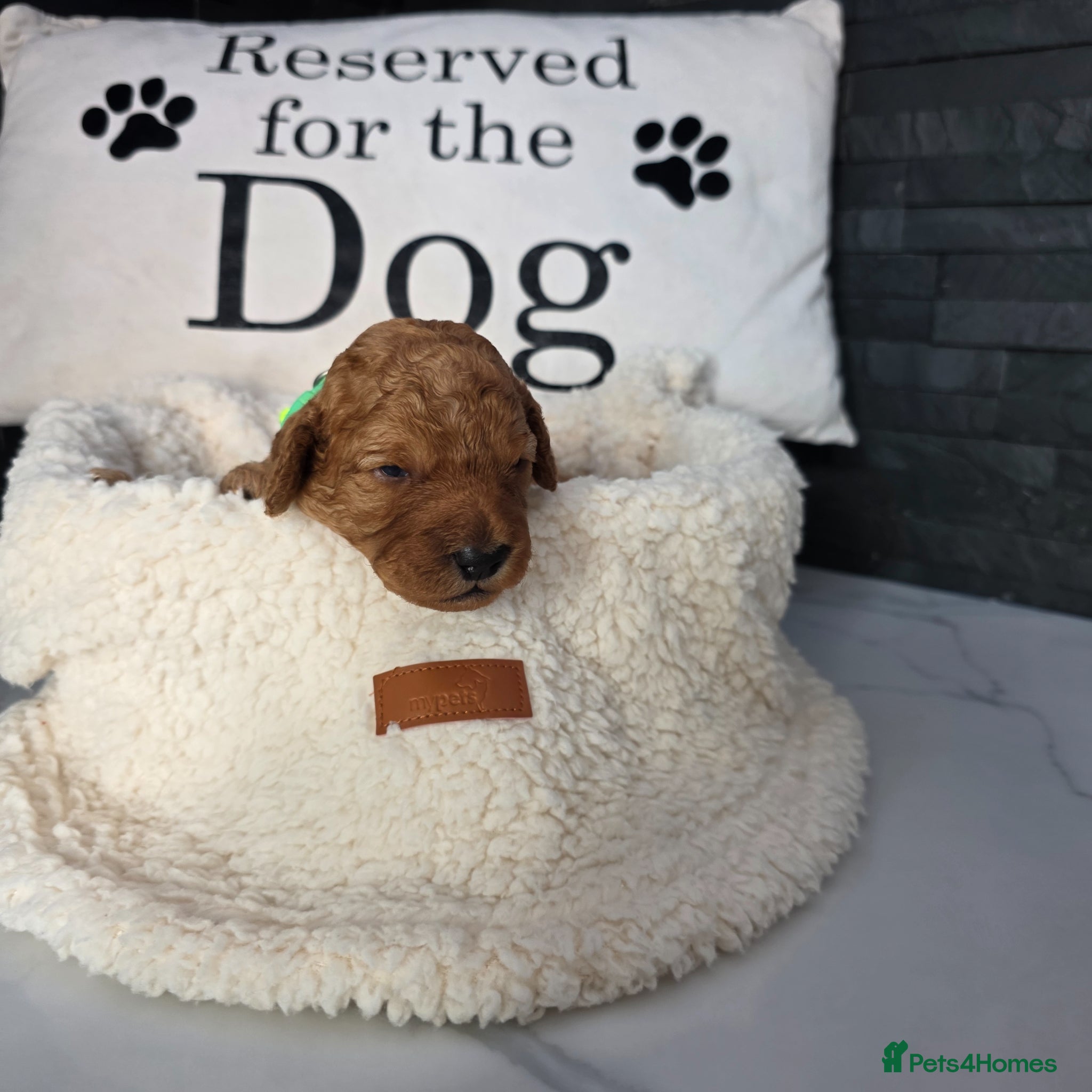 Cockapoo dogs for sale: Adorable f2 cockapoo  in Swadlincote - Advert 8