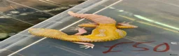 Leopard Gecko reptiles for sale: Albino leopard geckos cb26 in Gloucester - Advert 3