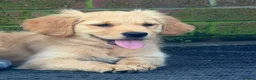 Golden Retriever dogs for sale: ⭐️ HEALTH TESTED GOLDEN RETRIEVER PUPPIES ⭐️  - Advert 4