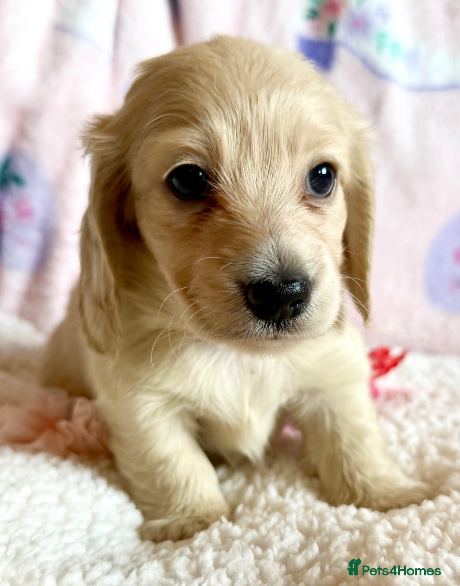 Miniature Dachshund dogs White/light cream tiny miniature dachshunds - Advert 1