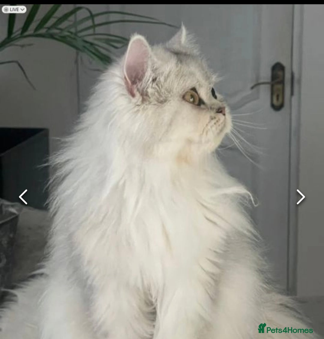 Persian cats for sale: Stunning silver Persian kittens  - Image 5