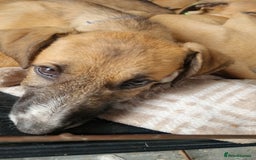 Mixed Breed dogs for sale: Lurcher puppies  - Image 1