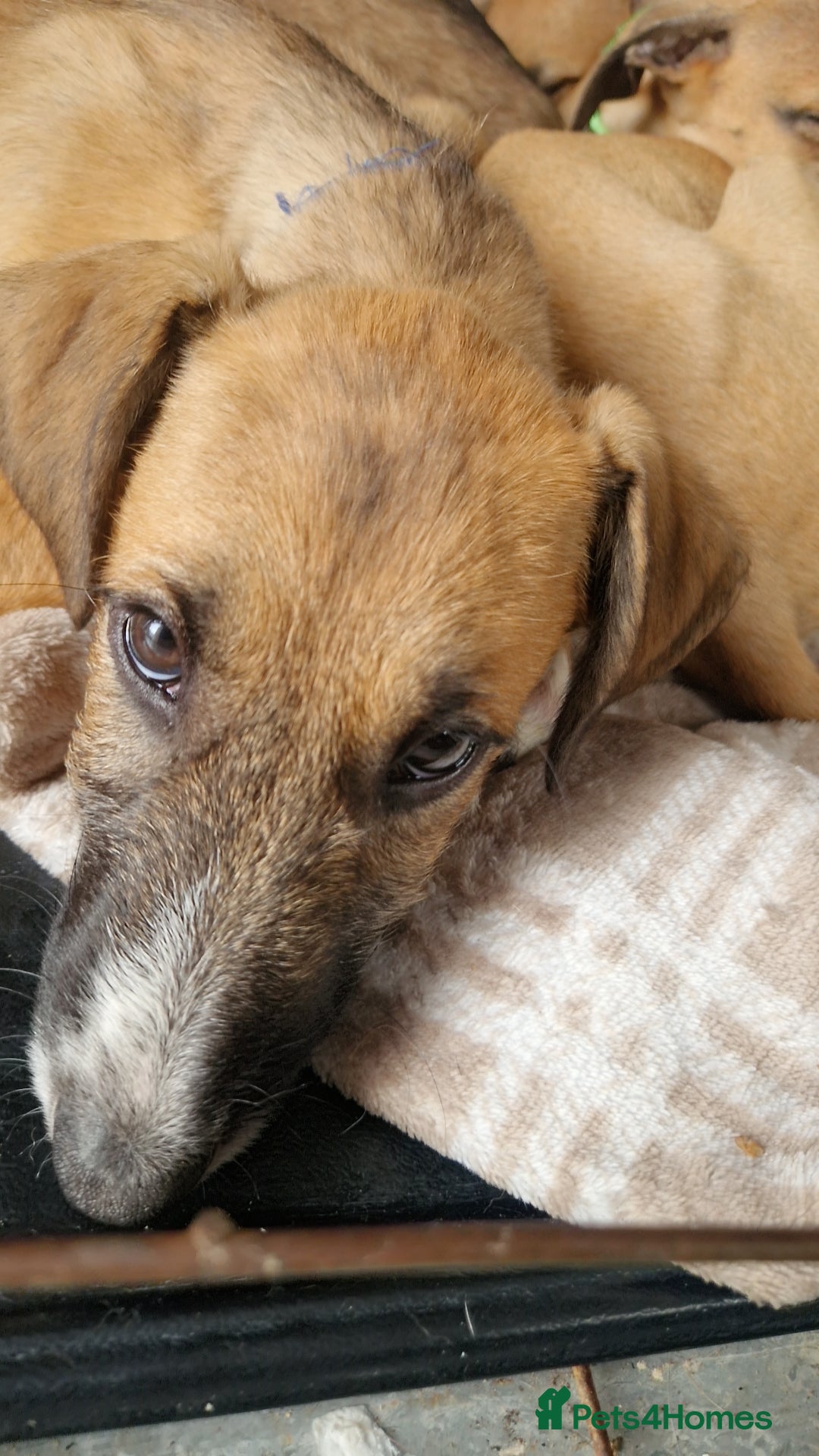 Mixed Breed dogs for sale: Lurcher puppies  - Image 1