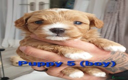 Maltipoo dogs for sale: 6 Pedigree Club registered Maltipoo puppies - Image 6