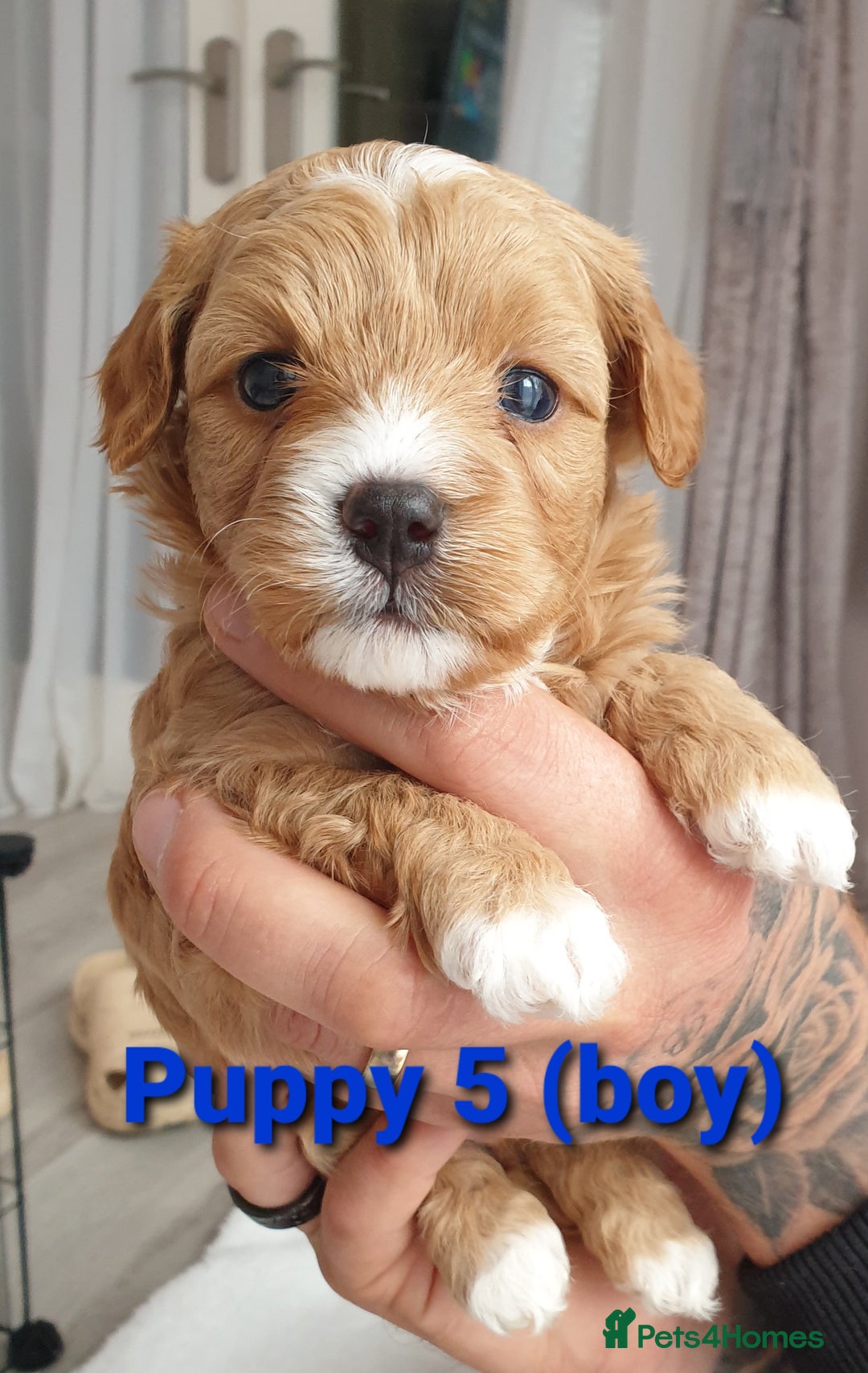 Maltipoo dogs for sale: 6 Pedigree Club registered Maltipoo puppies - Image 6