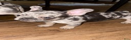 French Bulldog dogs for sale: Female Blue Merle puppy  - Advert 6