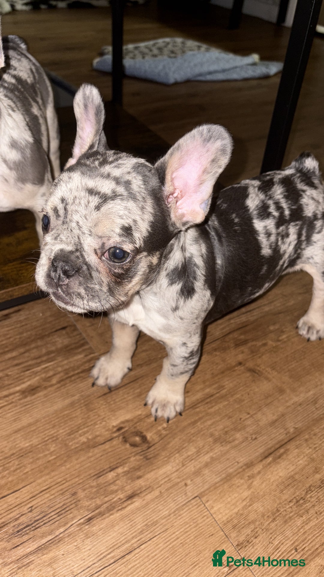 French Bulldog dogs for sale: Female Blue Merle puppy  - Advert 6