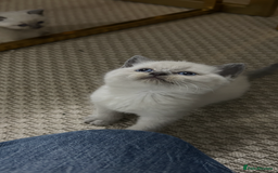 British Shorthair cats for sale: British short hair/british longhair - Image 1