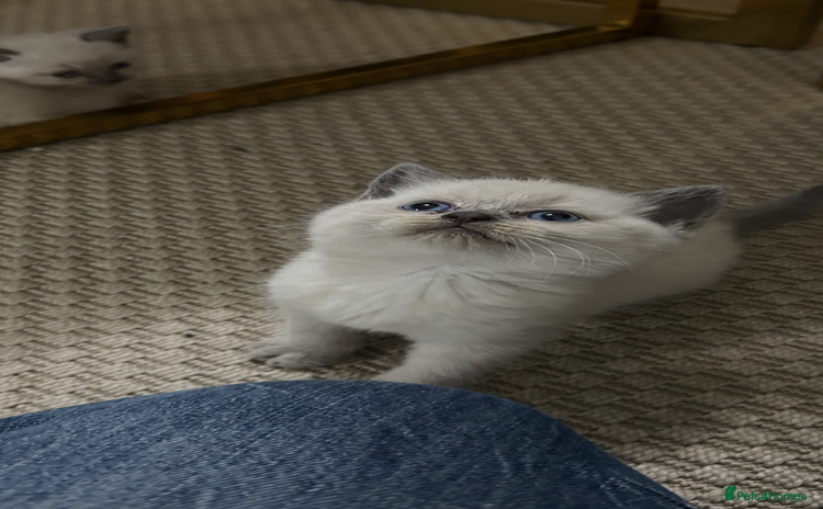 British Shorthair cats - Advert 2