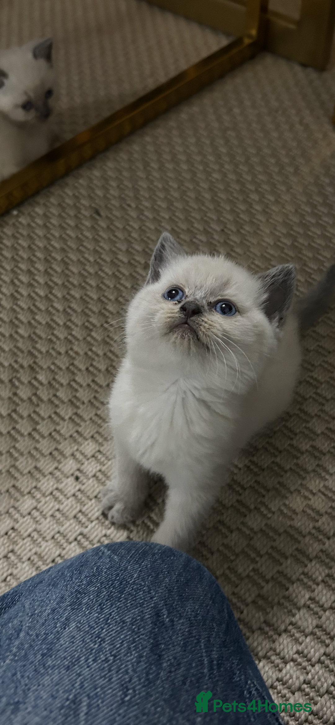 British Shorthair cats for sale: British short hair/british longhair - Image 1