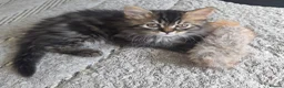 Mixed Breed cats for sale: Adorable Ragdoll x Persian Kittens – 2 Left - Advert 12