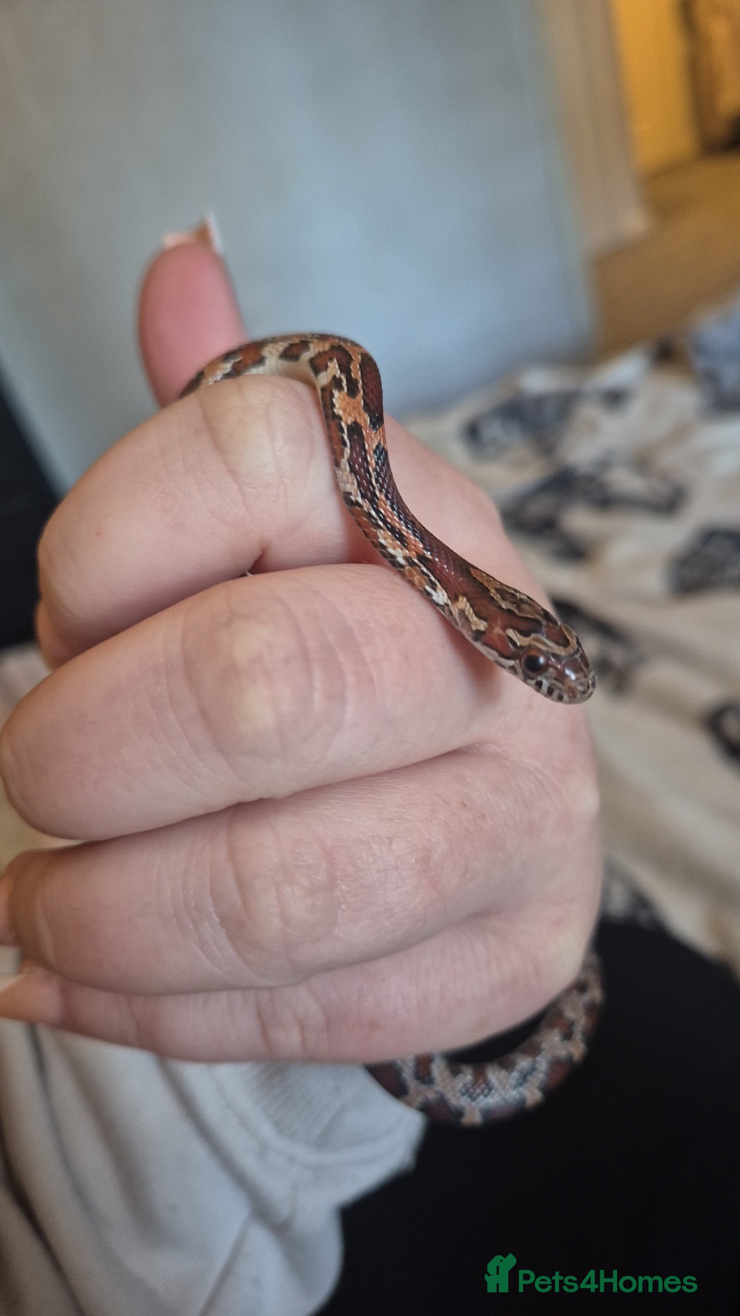 Corn Snake reptiles Okeetee Corn snake - Advert 10