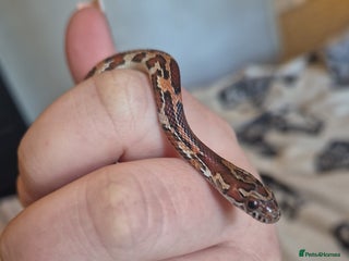 Corn Snake reptiles Okeetee Corn snake - Advert 3