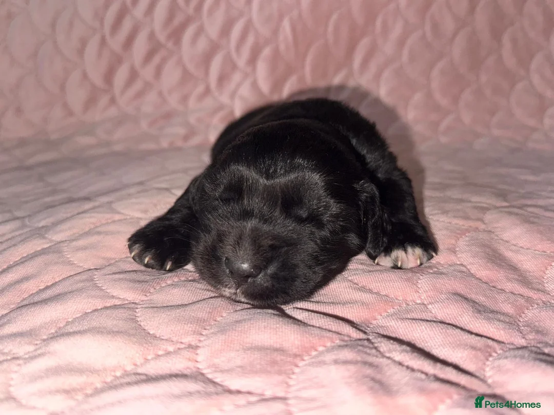 Mixed Breed dogs for sale: Saint bernewfies  - Advert 9