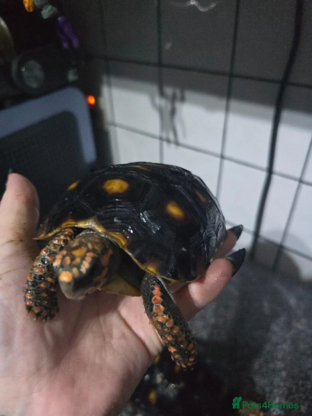 Tortoise reptiles for sale: 1- 3 year old baby redfoot tortoises and 2 adults in Chipping Norton - Advert 2