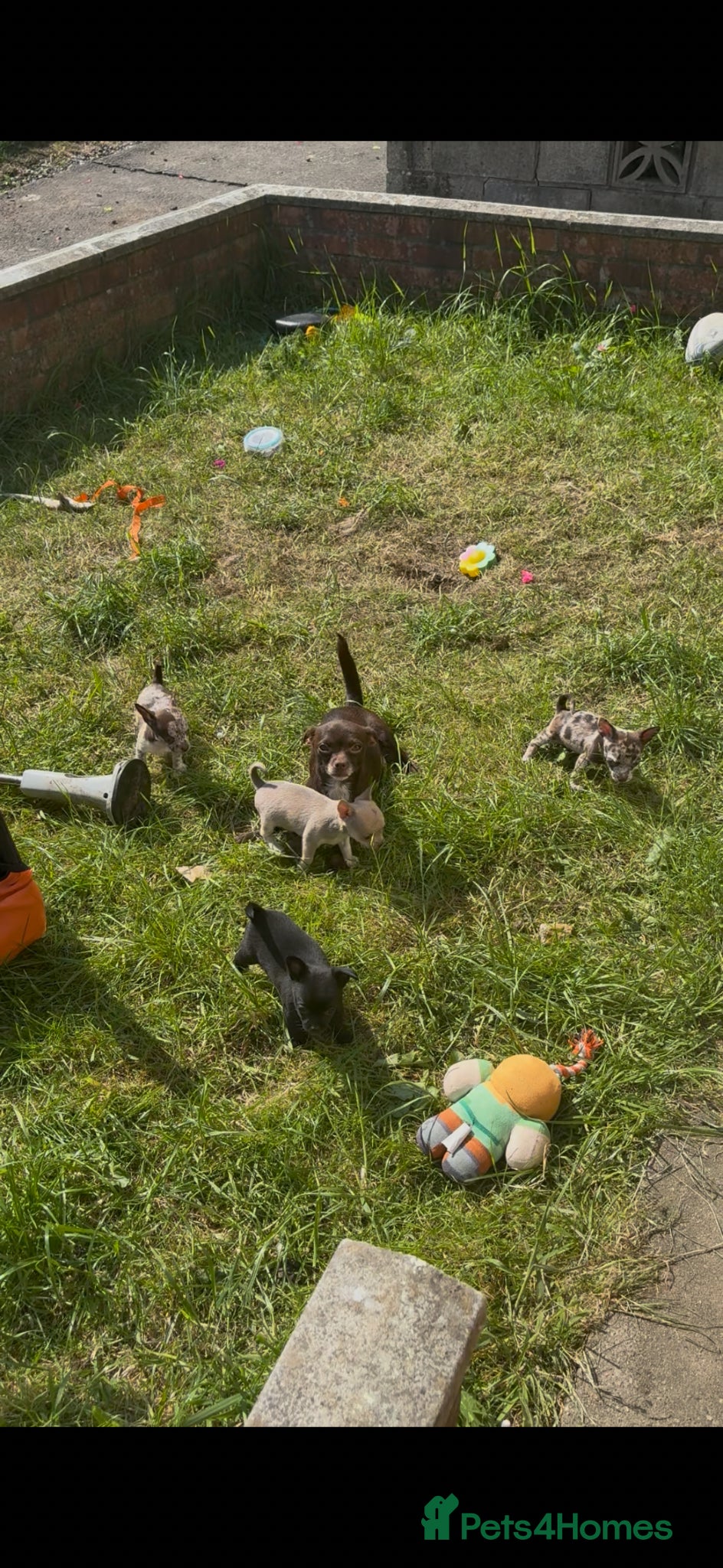 Chihuahua dogs Ready to go in a week chihuahua pups - Advert 6