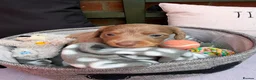 Miniature Dachshund dogs for sale: Long haired miniature dachshunds  in Liverpool - Advert 20