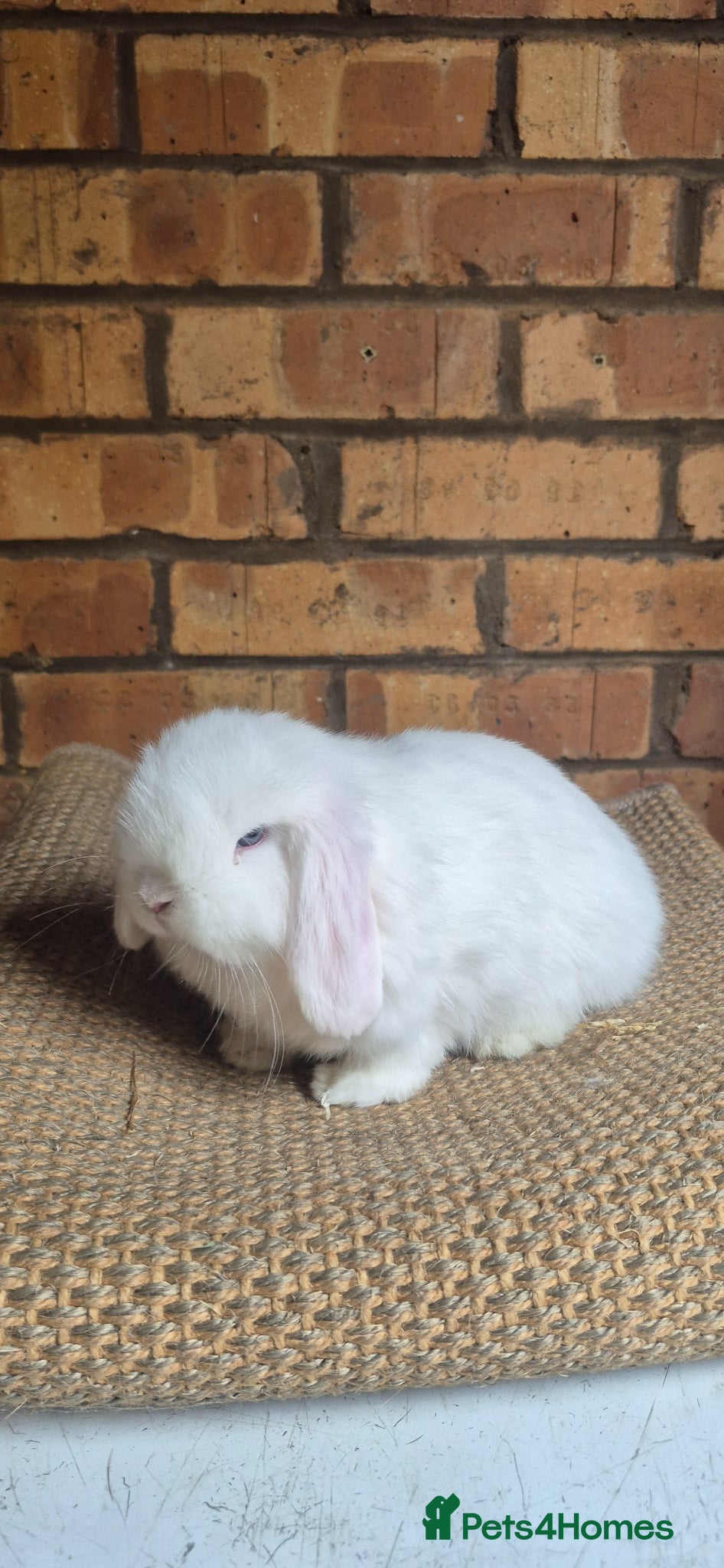 Mini Lop rabbits Gorgeous Mini Lop Baby Bunnies  - Advert 16