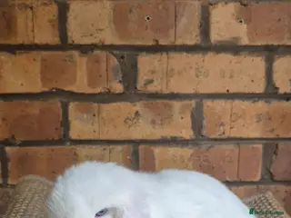 Mini Lop rabbits Gorgeous Mini Lop Baby Bunnies - Advert 1