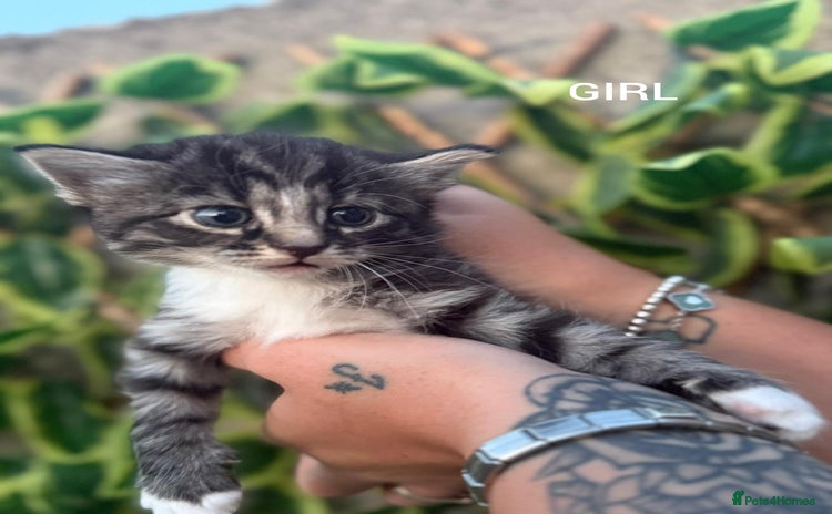 Mixed Breed cats - Advert 13