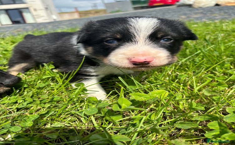 Mixed Breed dogs - Advert 1