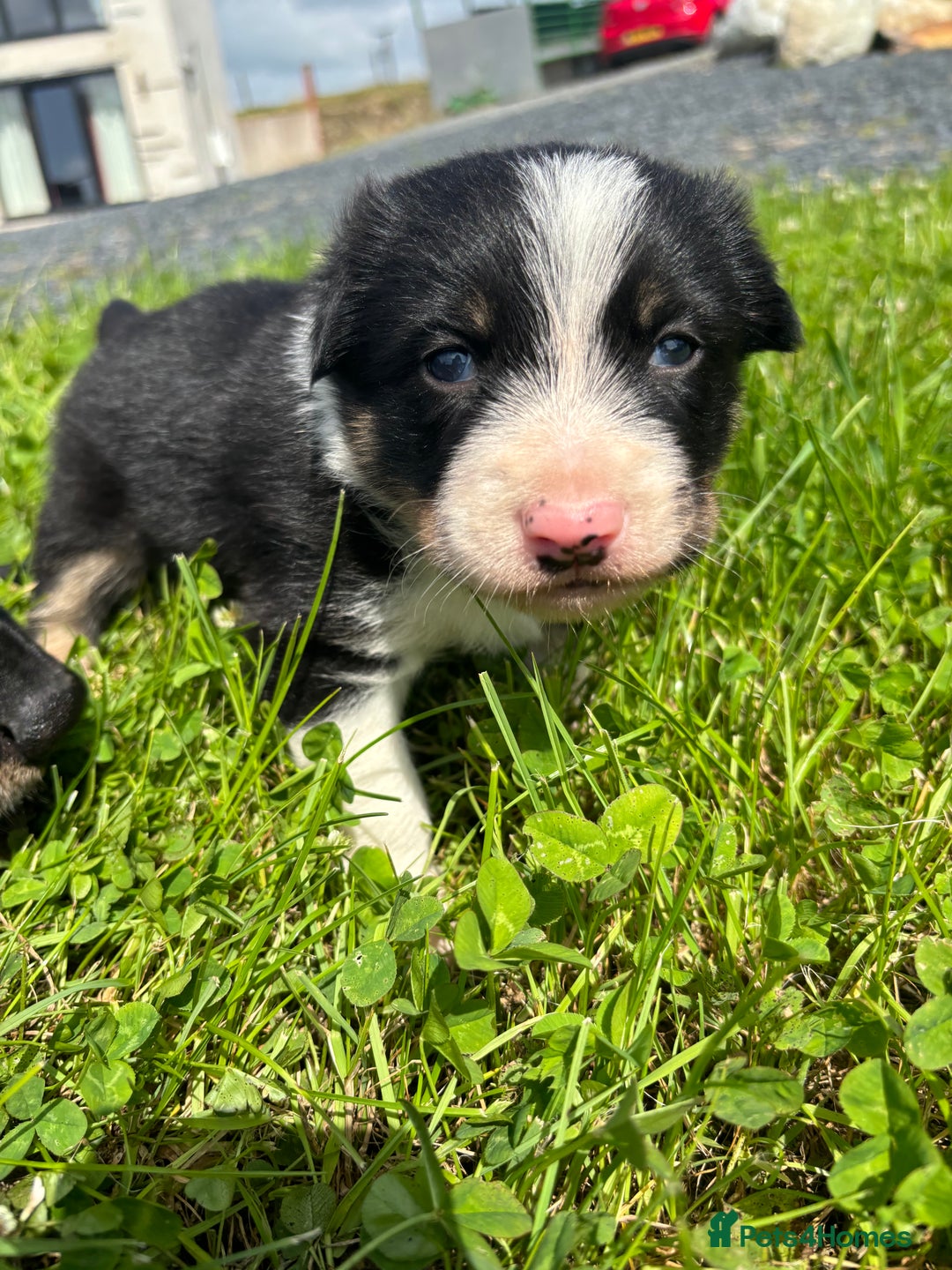 Mixed Breed dogs for sale: Huntaway x Welsh Sheep Dog Male Puppy - Image 1