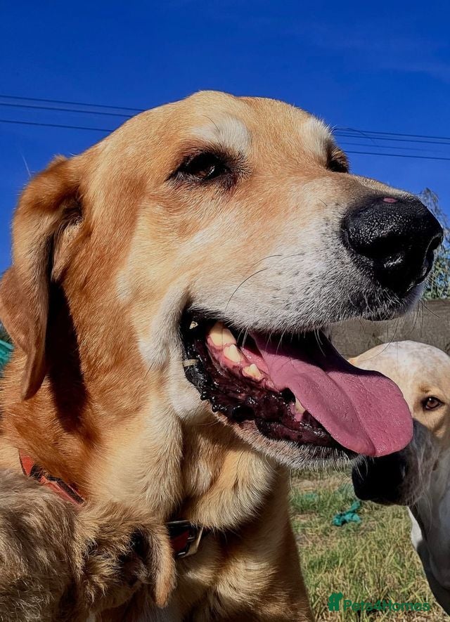 Mixed Breed dogs Nino - Spanish Mastin Mix  - Advert 1