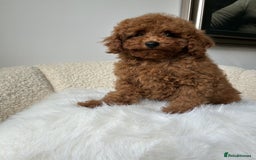 Cockapoo dogs for sale: Beautiful Toy Poodles Pups  - Image 8