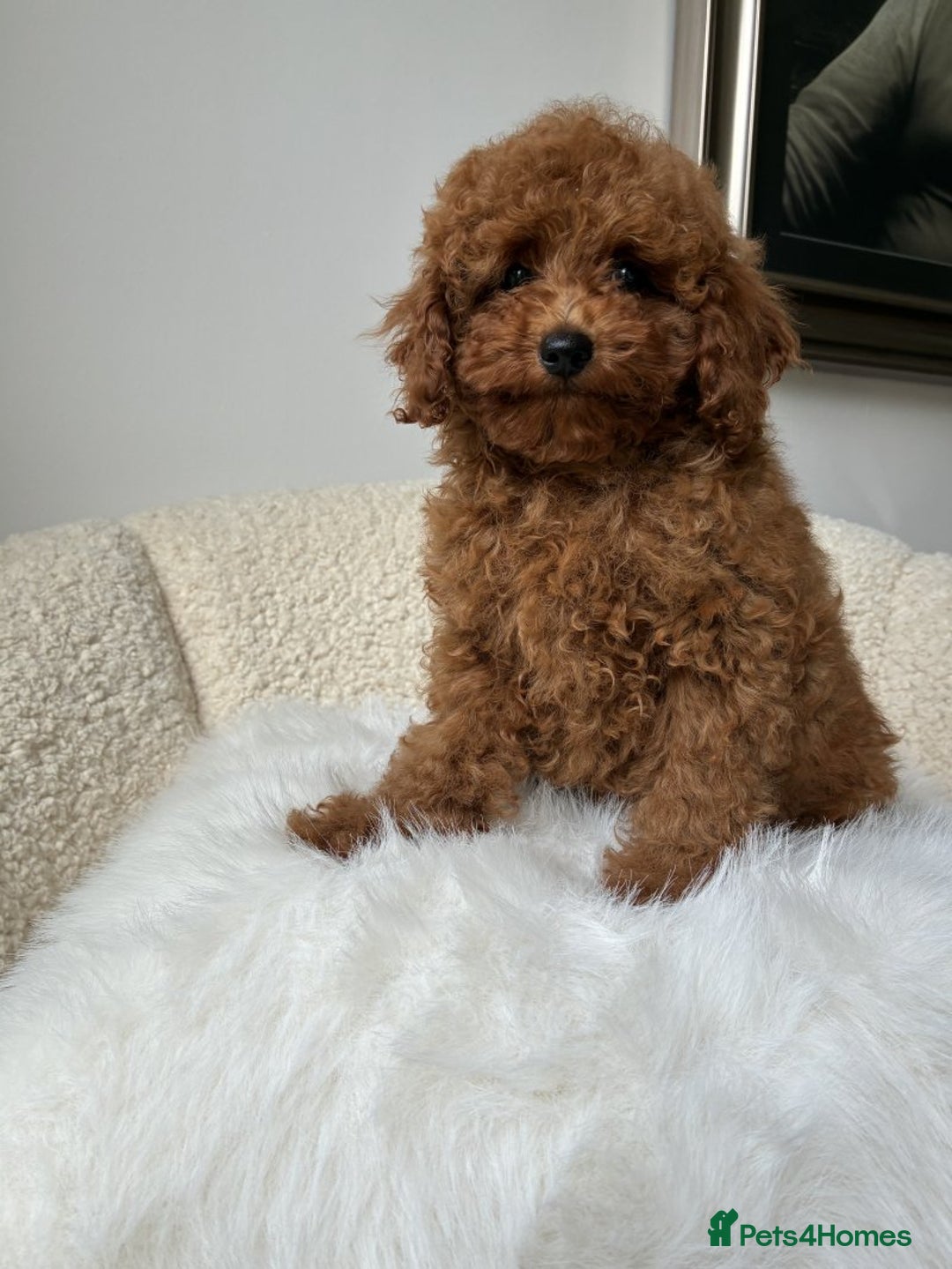 Cockapoo dogs for sale: Beautiful Toy Poodles Pups  - Image 8