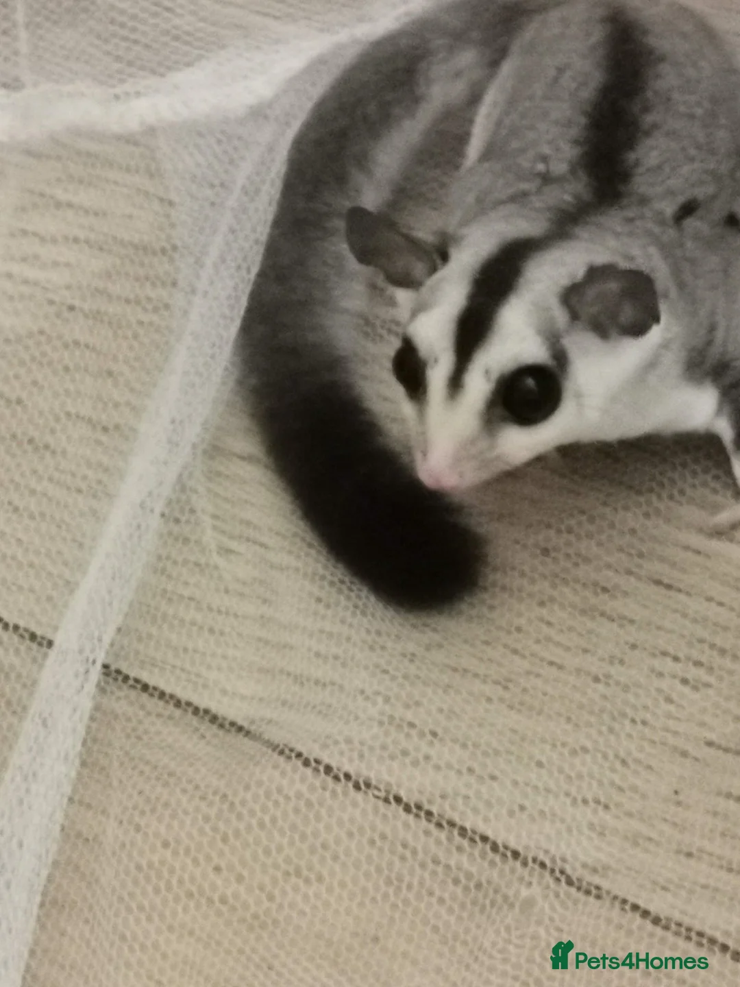 Sugar Glider rodents for sale: White face blonde Sugar gliders Male and female  - Advert 8