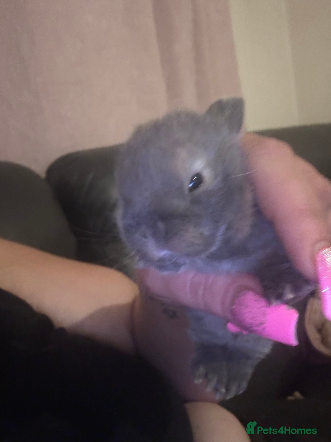 Mixed Breed rabbits for sale: Dwarf lop bunnies  - Advert 6